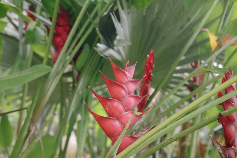 Close-up of vibrant red ginger flowers with green foliage in a tropical garden setting